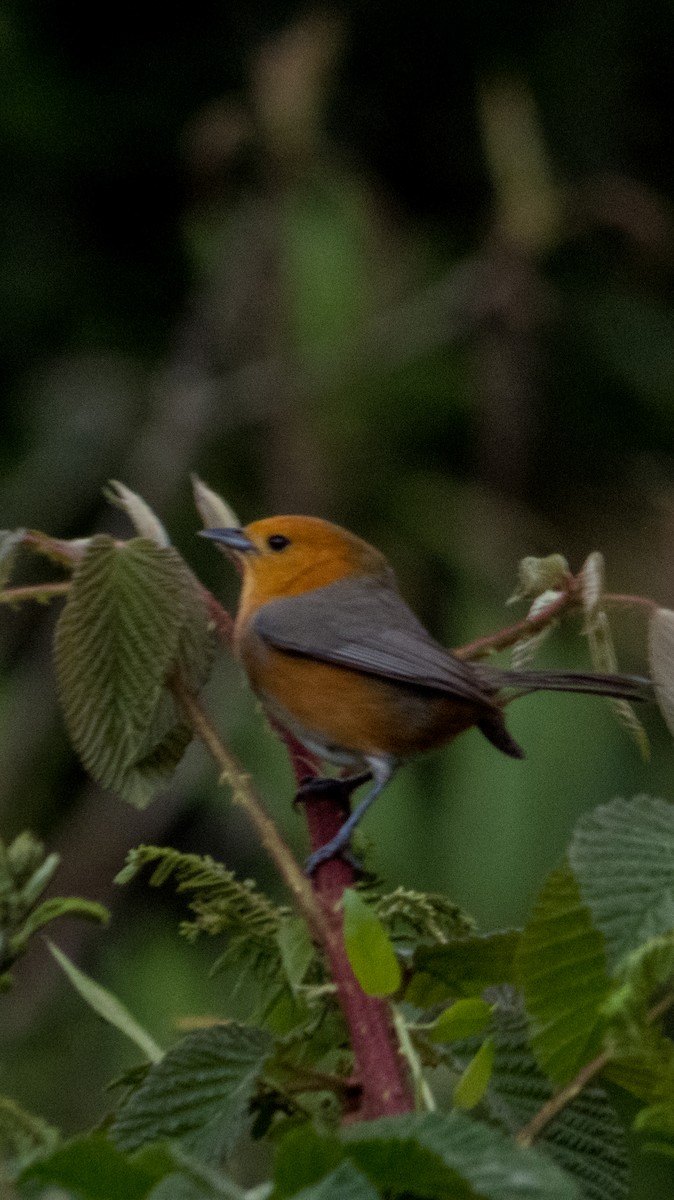 Rufous-chested Tanager - Gustavo Pisso