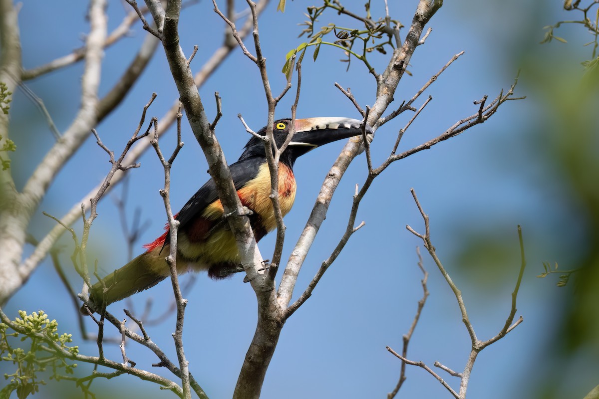 Collared Aracari - ML573193811