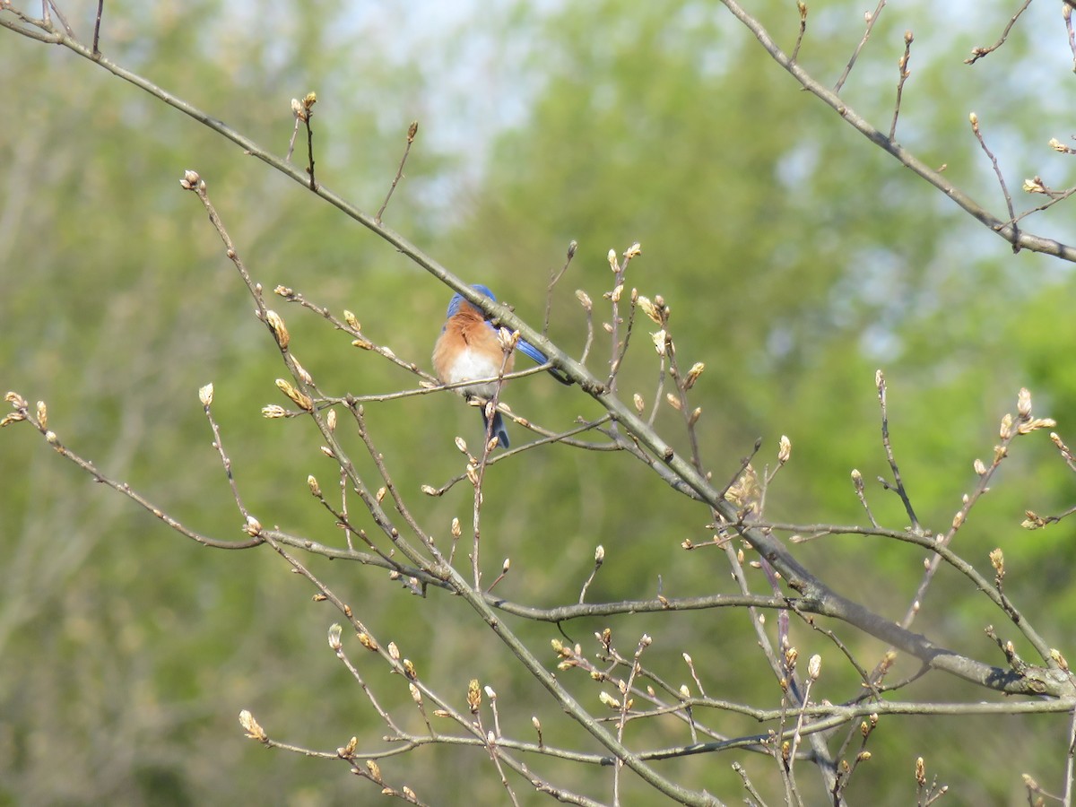 Eastern Bluebird - ML573195091