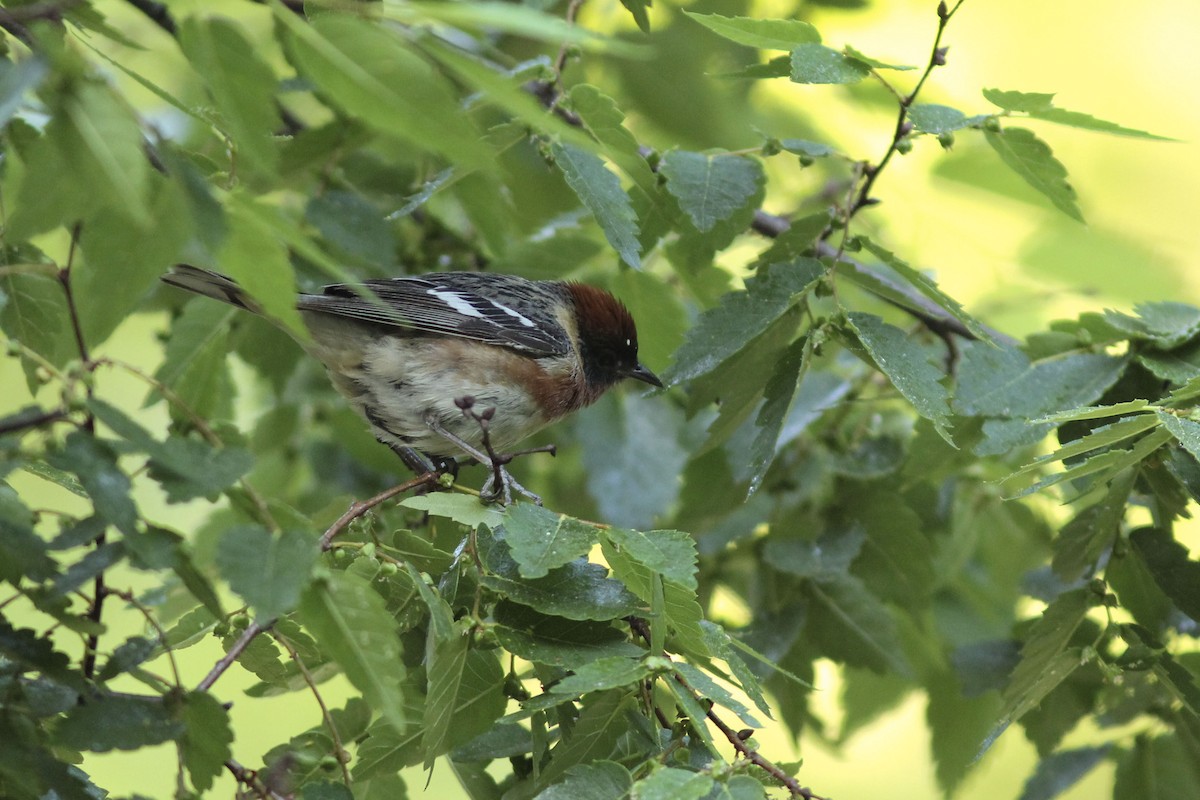 Bay-breasted Warbler - Mohammed Alomeri