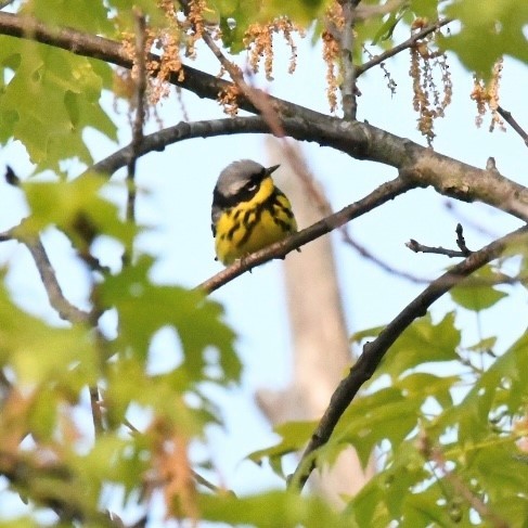 Magnolia Warbler - ML573196731