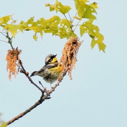 Magnolia Warbler - ML573196741