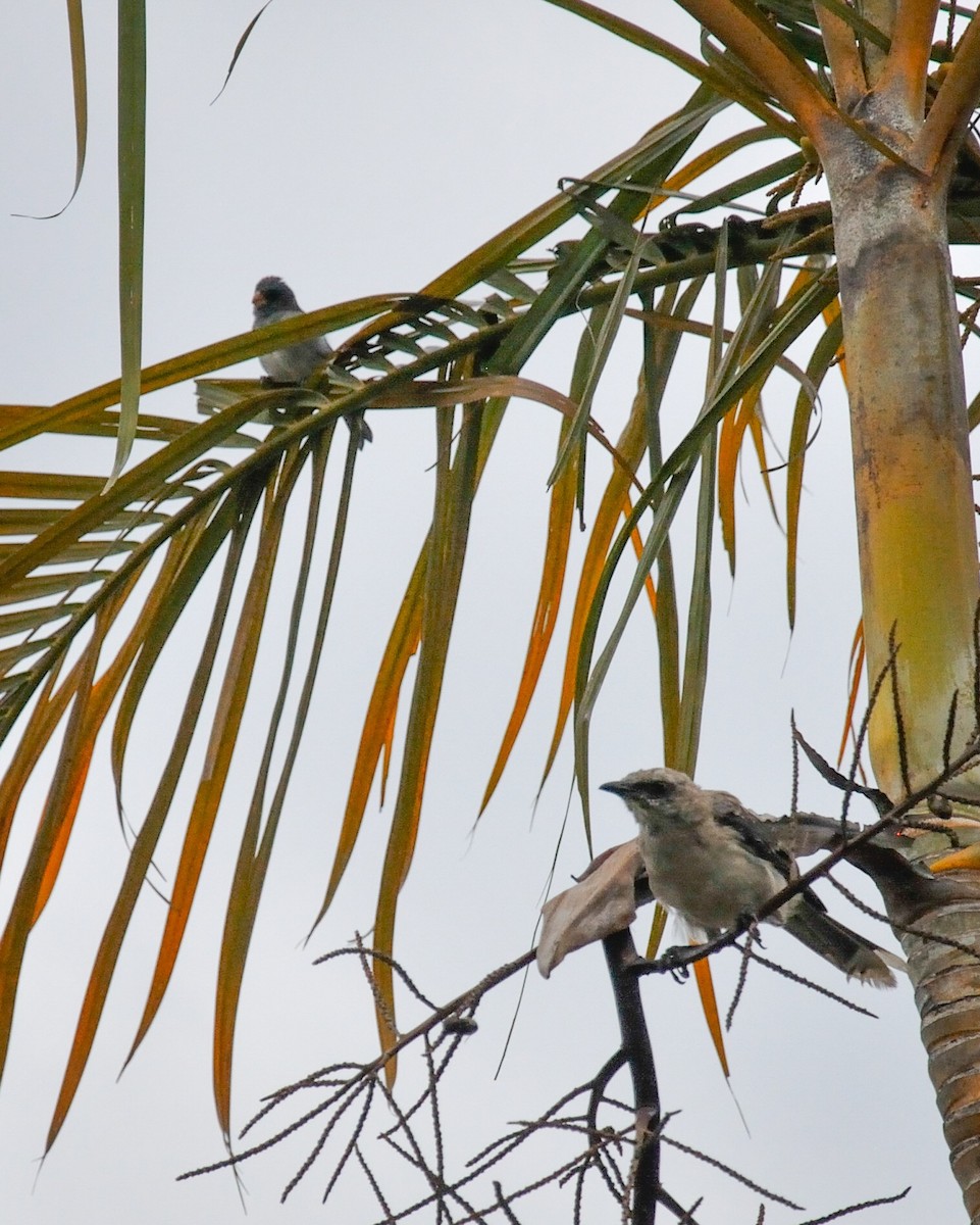 Tropical Mockingbird - ML573198101