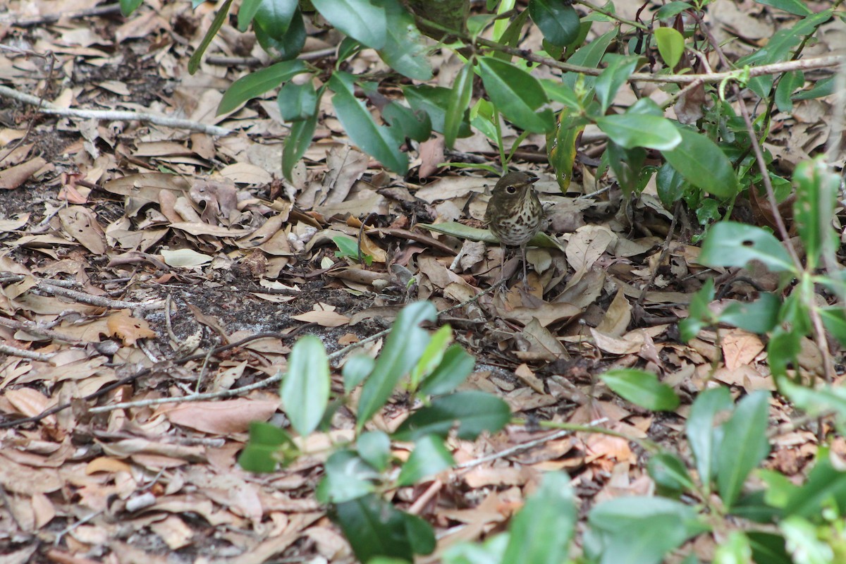 Swainson's Thrush - ML57319811