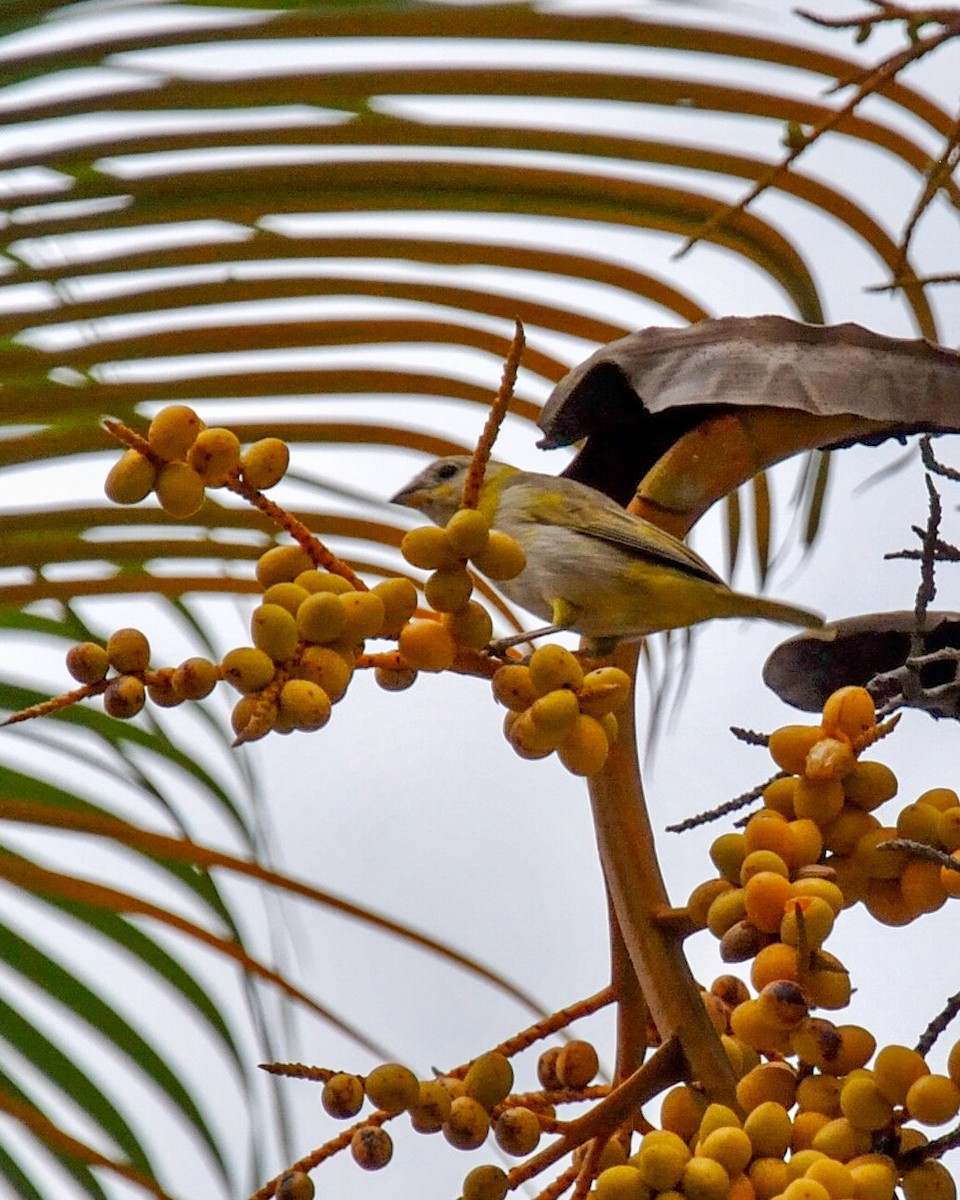 Saffron Finch - ML573198231