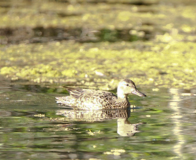 Sarcelle à ailes bleues - ML573198271