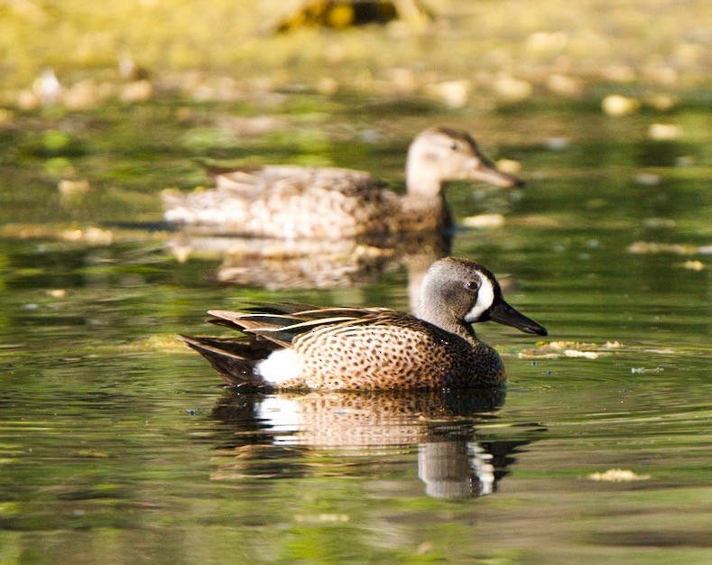 Blue-winged Teal - ML573198281
