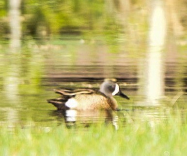 Blue-winged Teal - Barry Mink