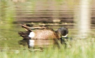 Blue-winged Teal - ML573198301