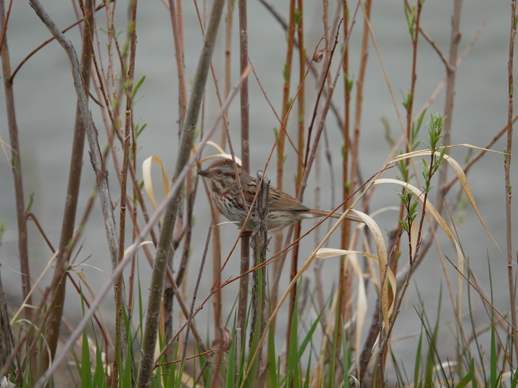 Lincoln's Sparrow - ML573198611