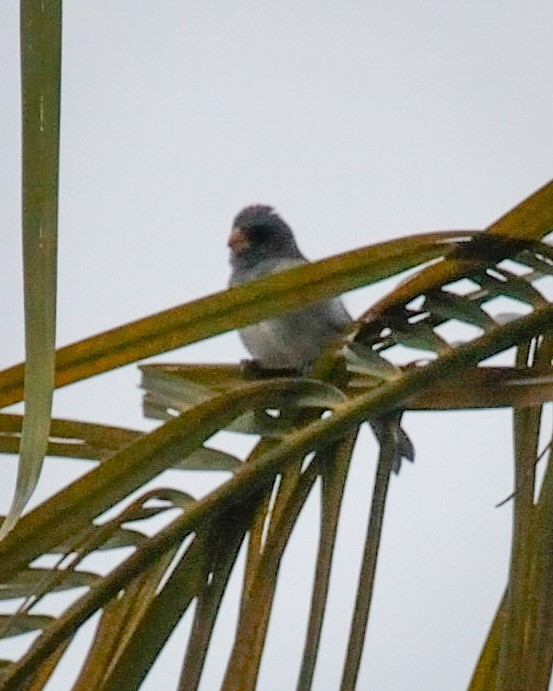 Gray Seedeater - ML573198671