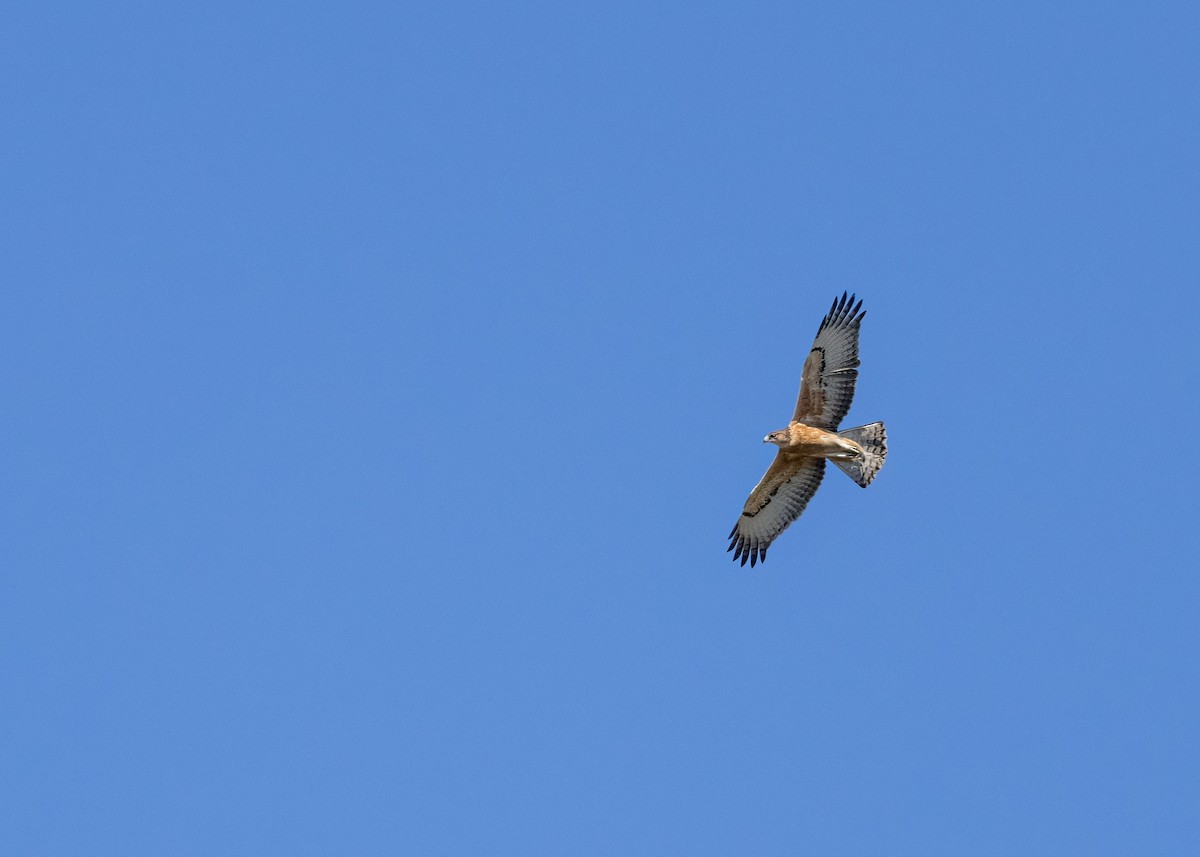 African Hawk-Eagle - ML573198681