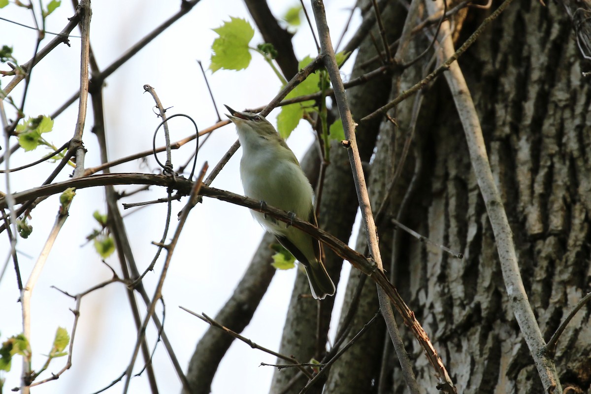 Red-eyed Vireo - Kyle Gage