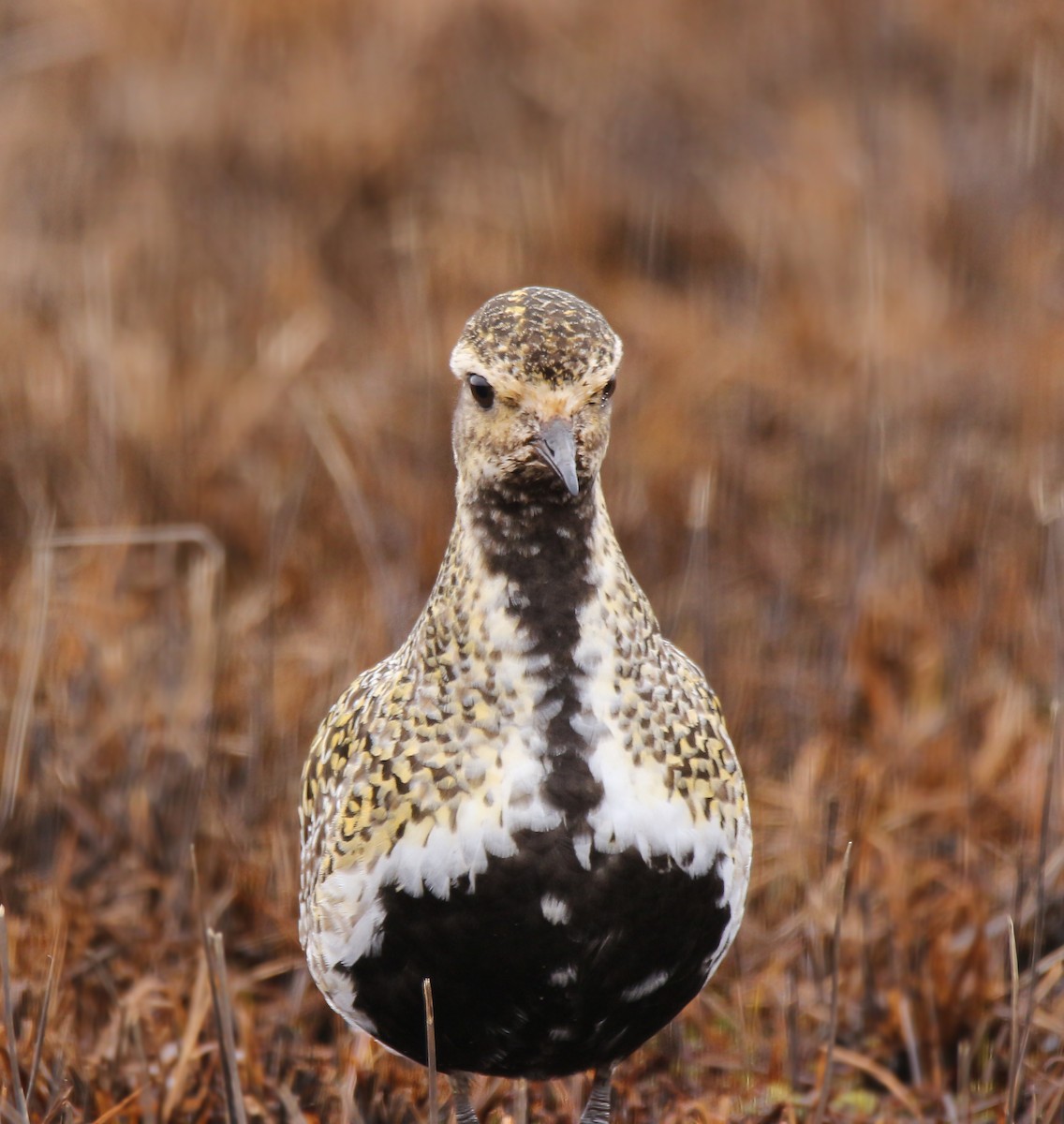 European Golden-Plover - ML57320041