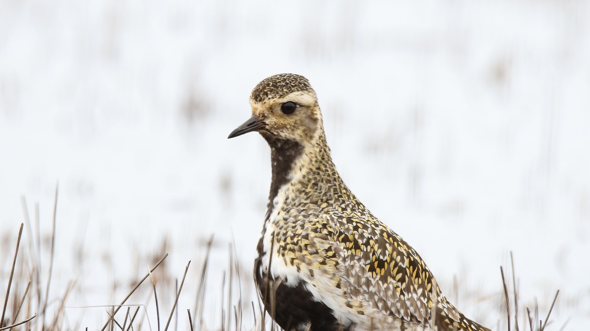 European Golden-Plover - ML57320071