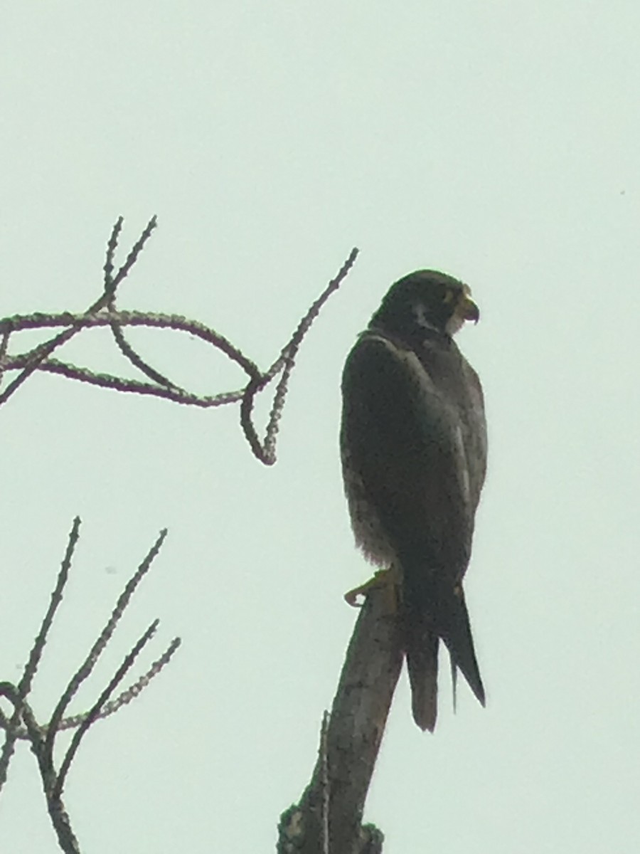 Peregrine Falcon - Thomas Wood