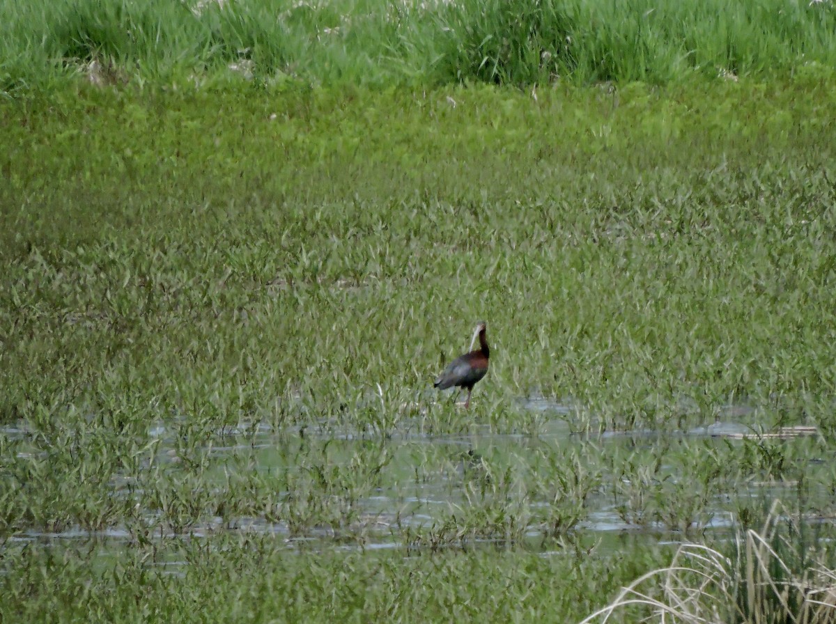 White-faced Ibis - ML573201071