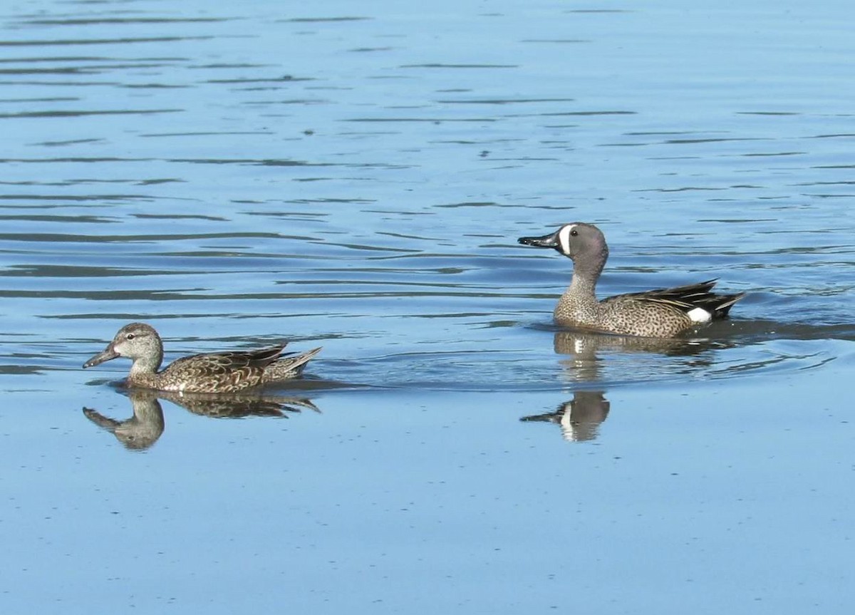 Blue-winged Teal - Hendrik Herlyn