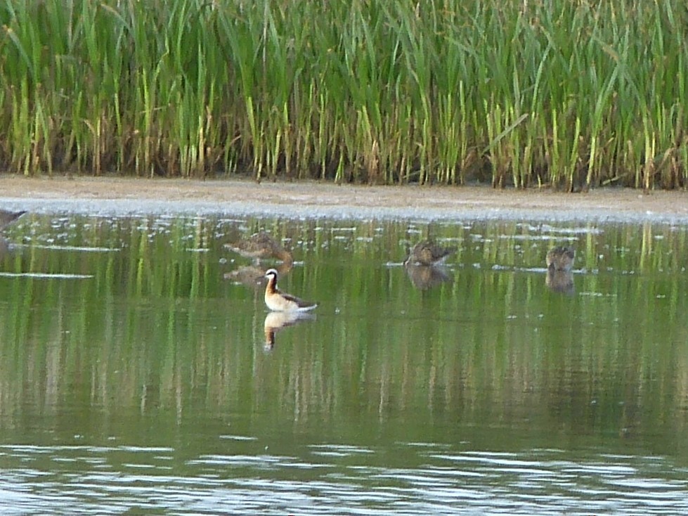 Wilson's Phalarope - ML573201501