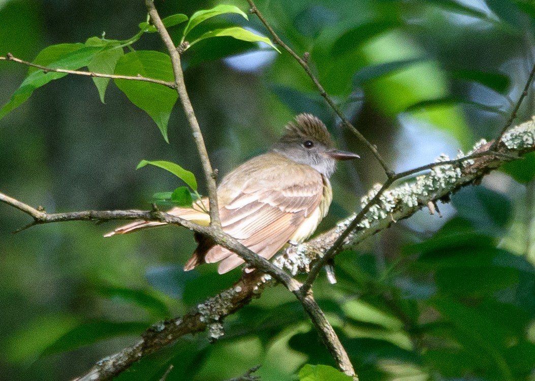 Great Crested Flycatcher - ML573202531