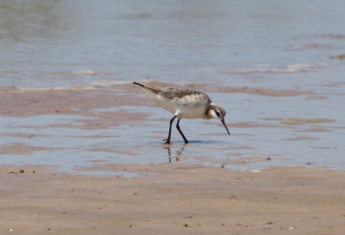 Wilson's Phalarope - ML573202571