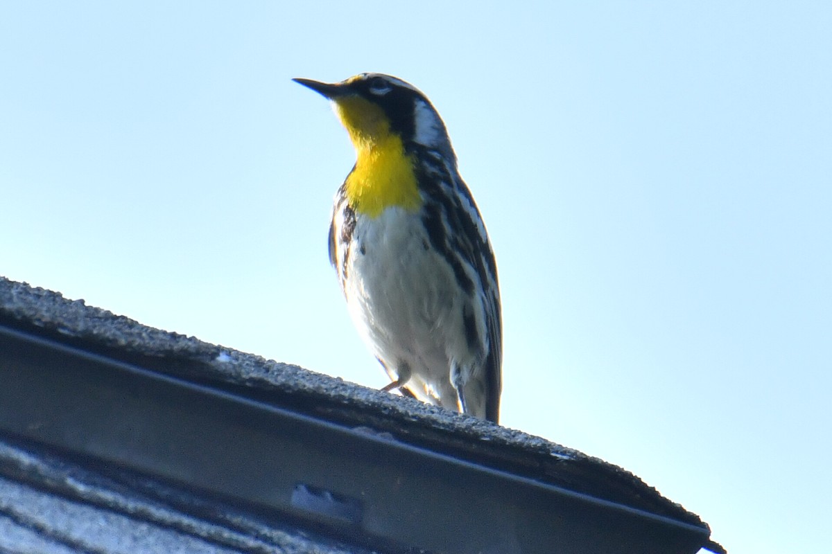 Yellow-throated Warbler - Michael Cheves