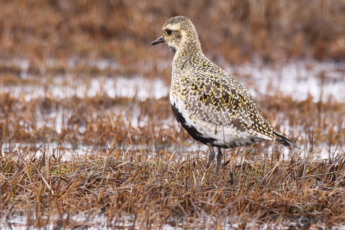 European Golden-Plover - ML57320391