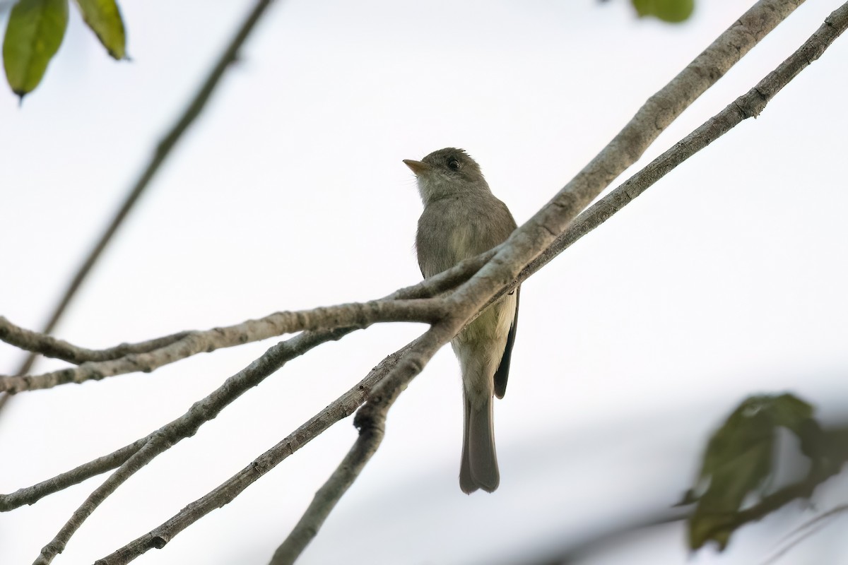 Northern Tropical Pewee - Adam Jackson