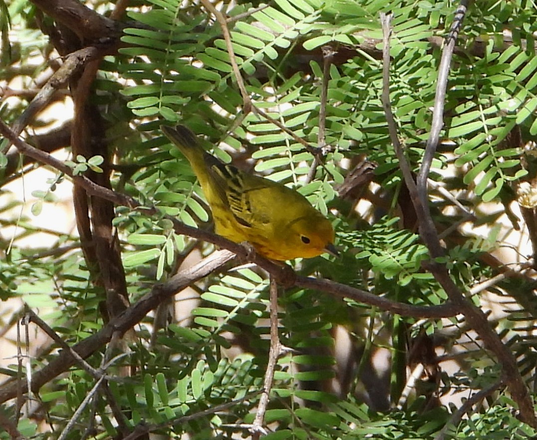 Yellow Warbler - ML573204711