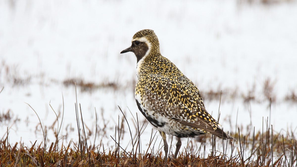 European Golden-Plover - ML57320491