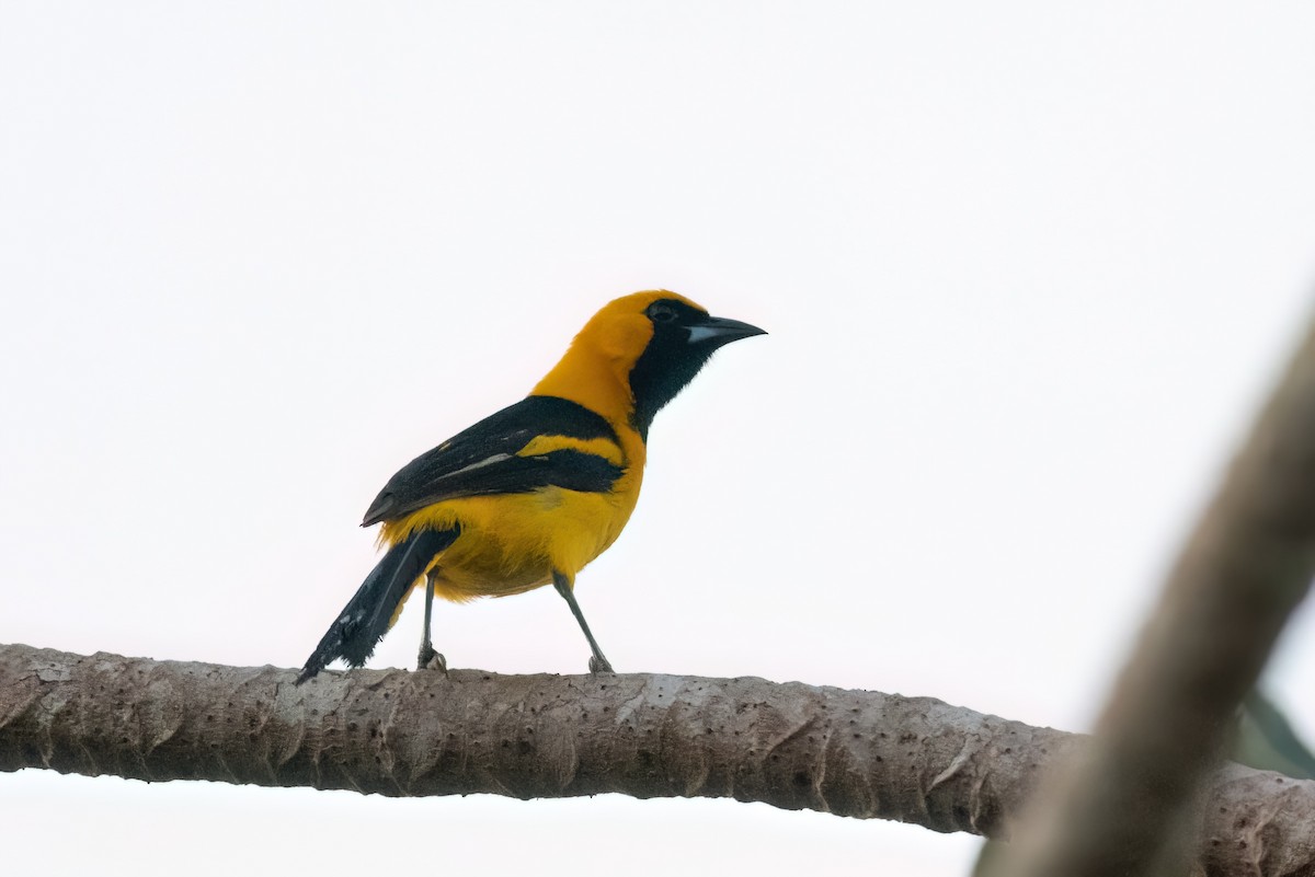 Oriole à queue jaune - ML573205161