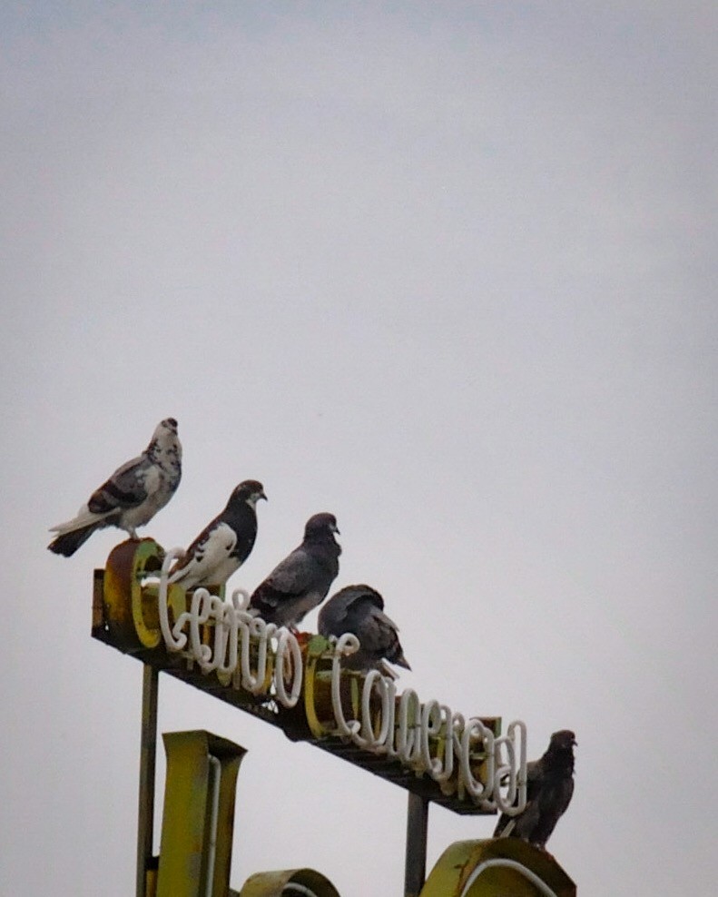 Rock Pigeon (Feral Pigeon) - ML573205221