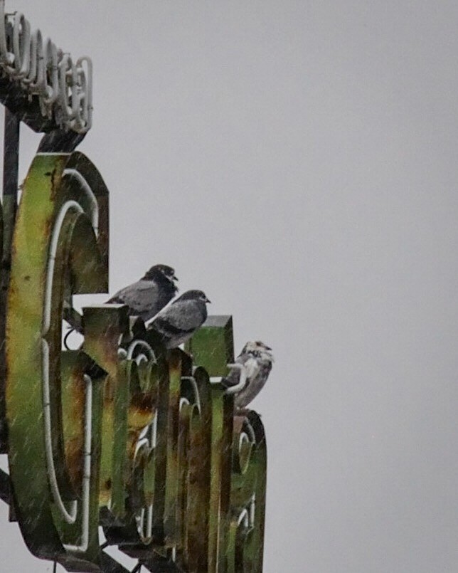 Rock Pigeon (Feral Pigeon) - ML573205231