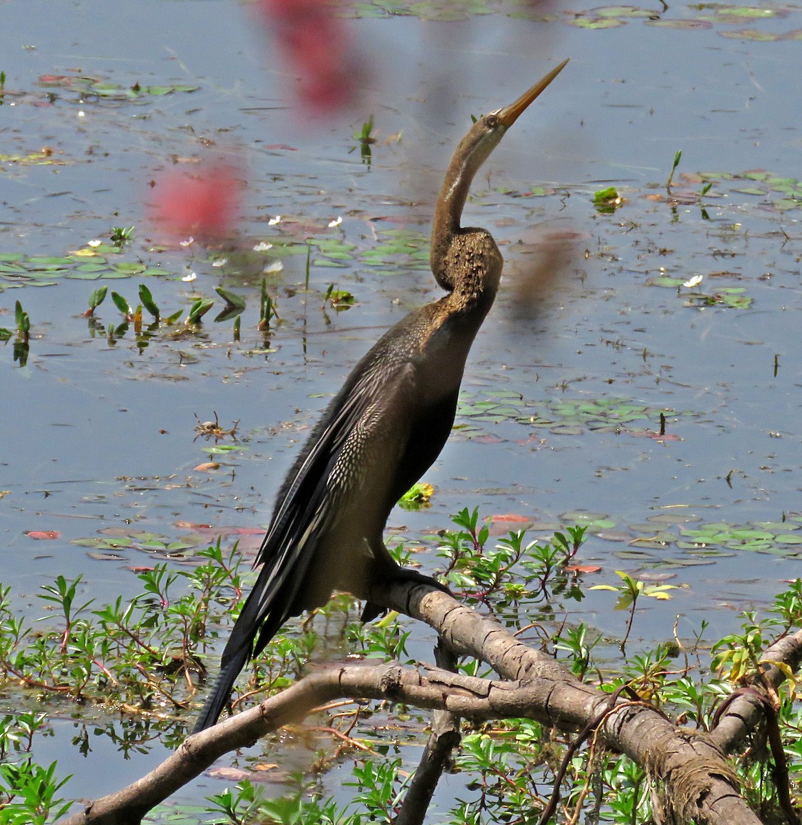 Oriental Darter - ML573205331