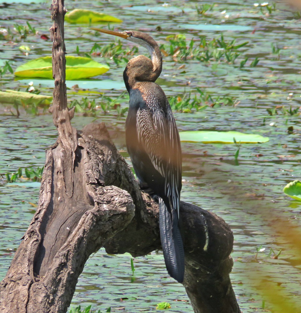 Oriental Darter - ML573205341