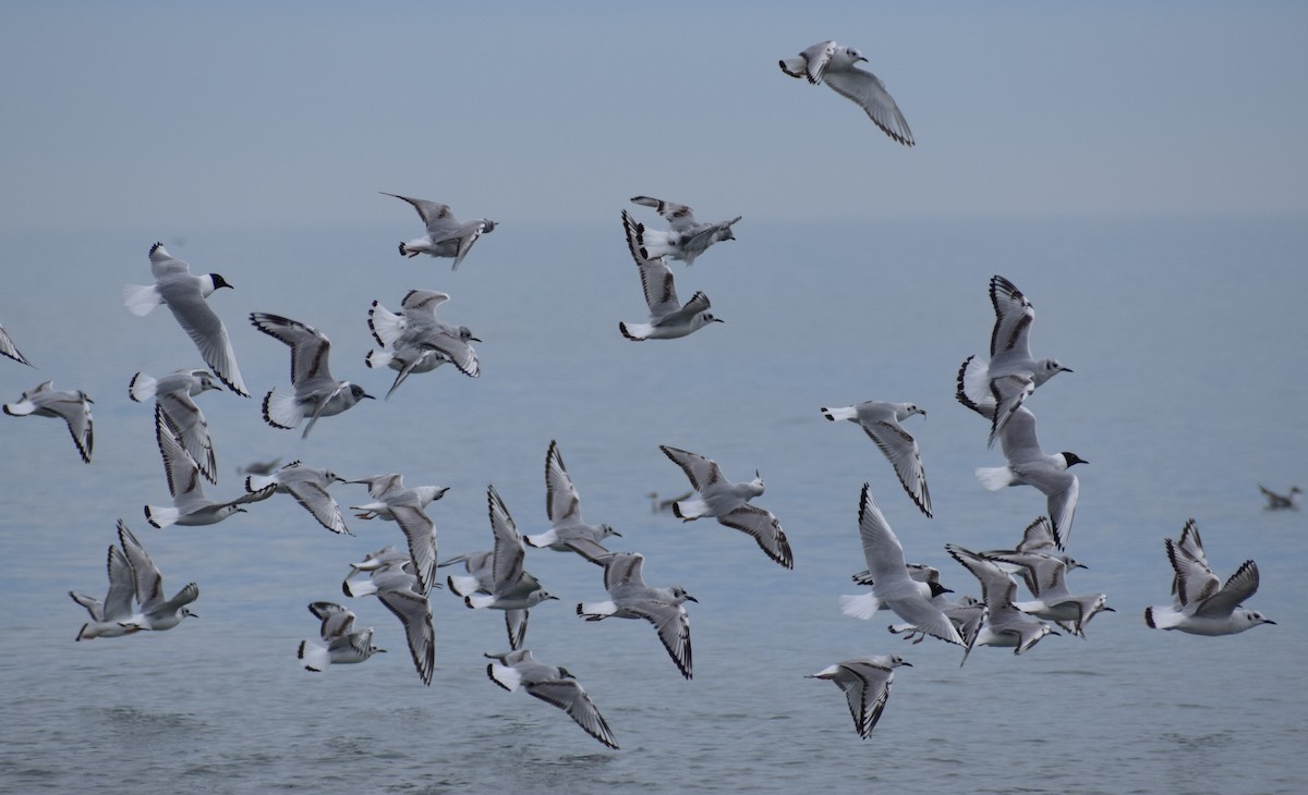 Bonaparte's Gull - Dominique Blanc