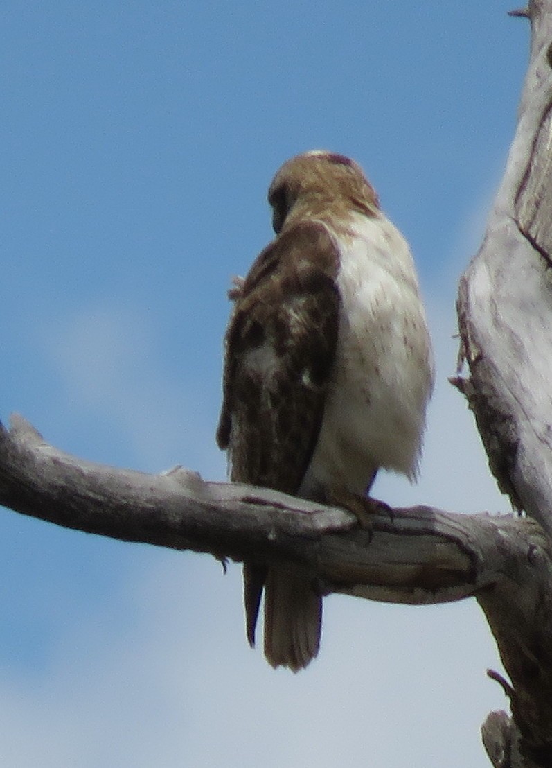 Red-tailed Hawk (calurus/alascensis) - ML573206991