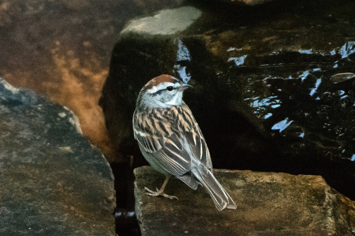 Chipping Sparrow - ML573207651