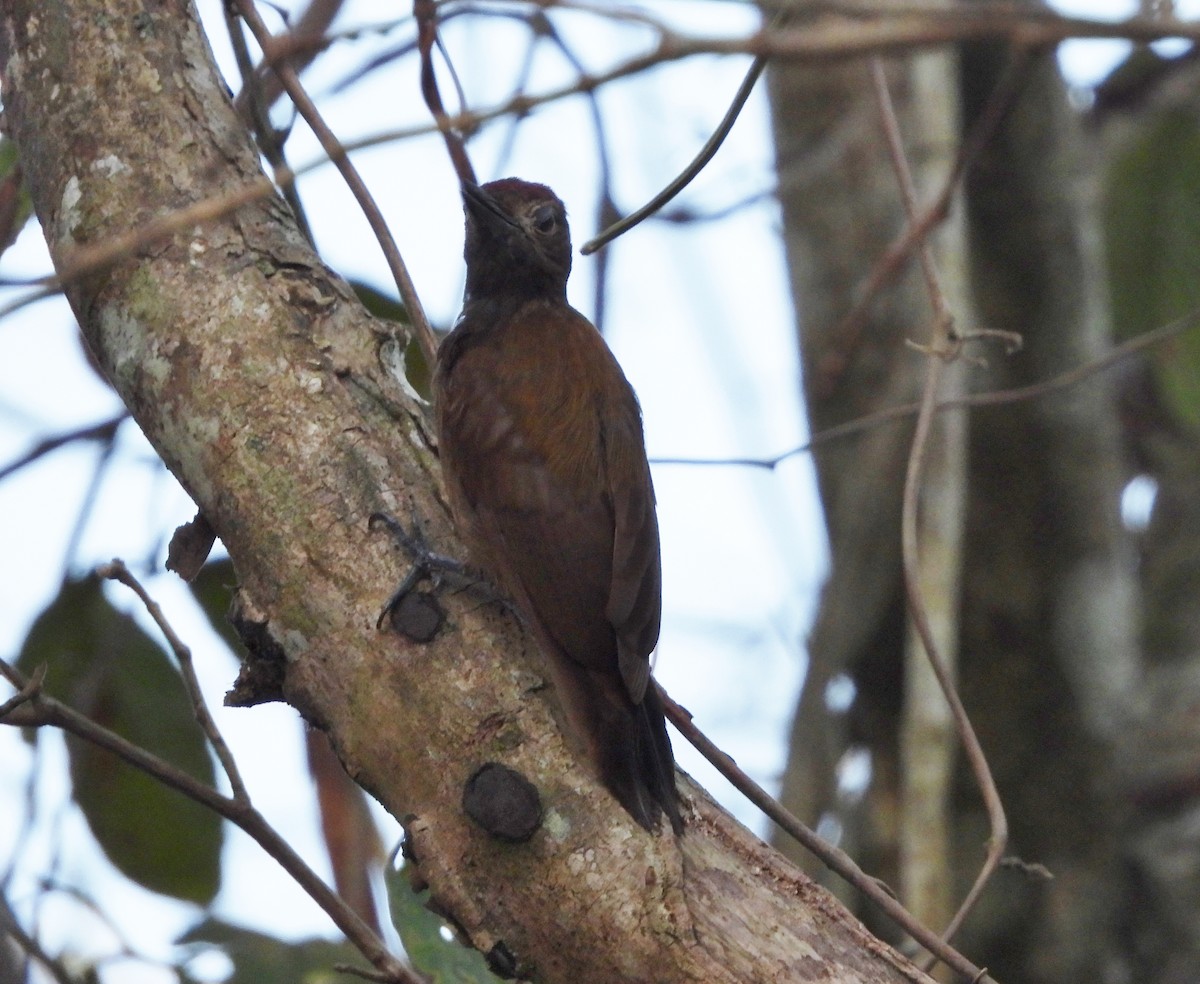 Smoky-brown Woodpecker - ML573208031