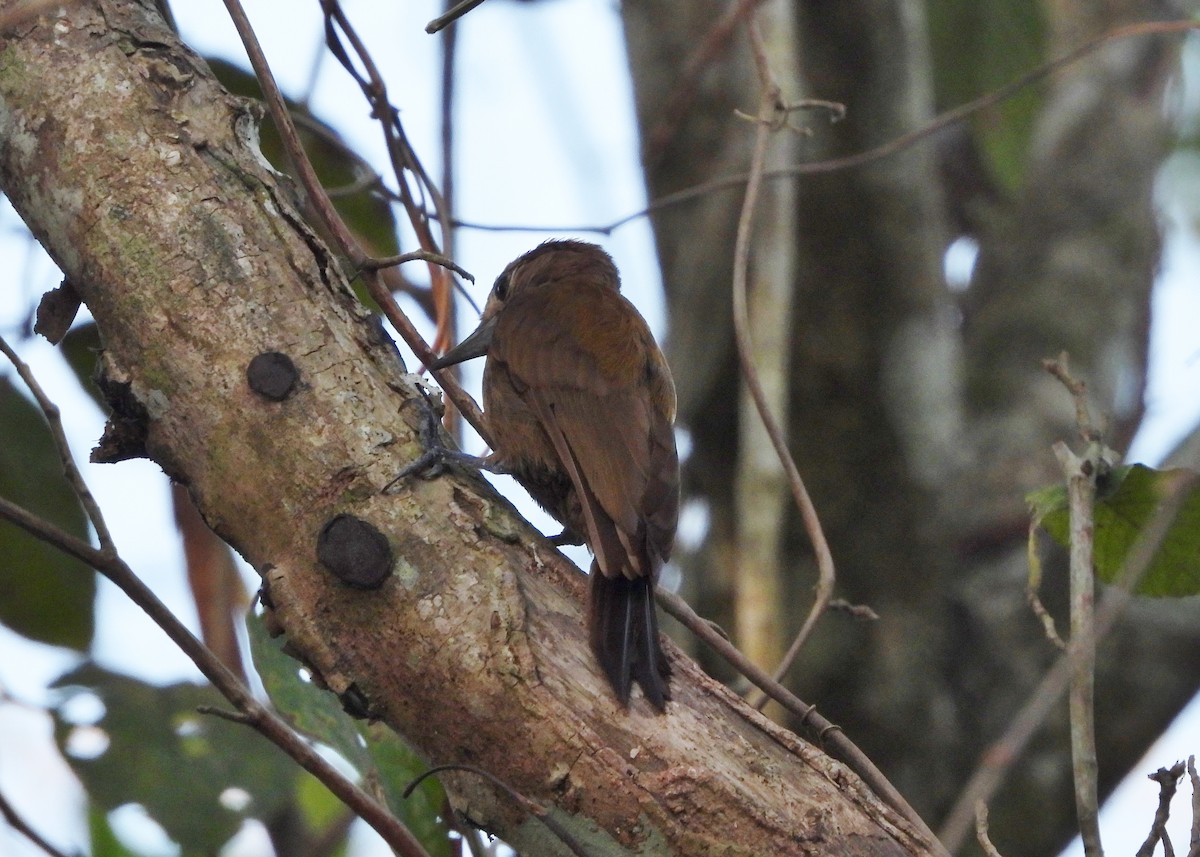 Smoky-brown Woodpecker - ML573208041