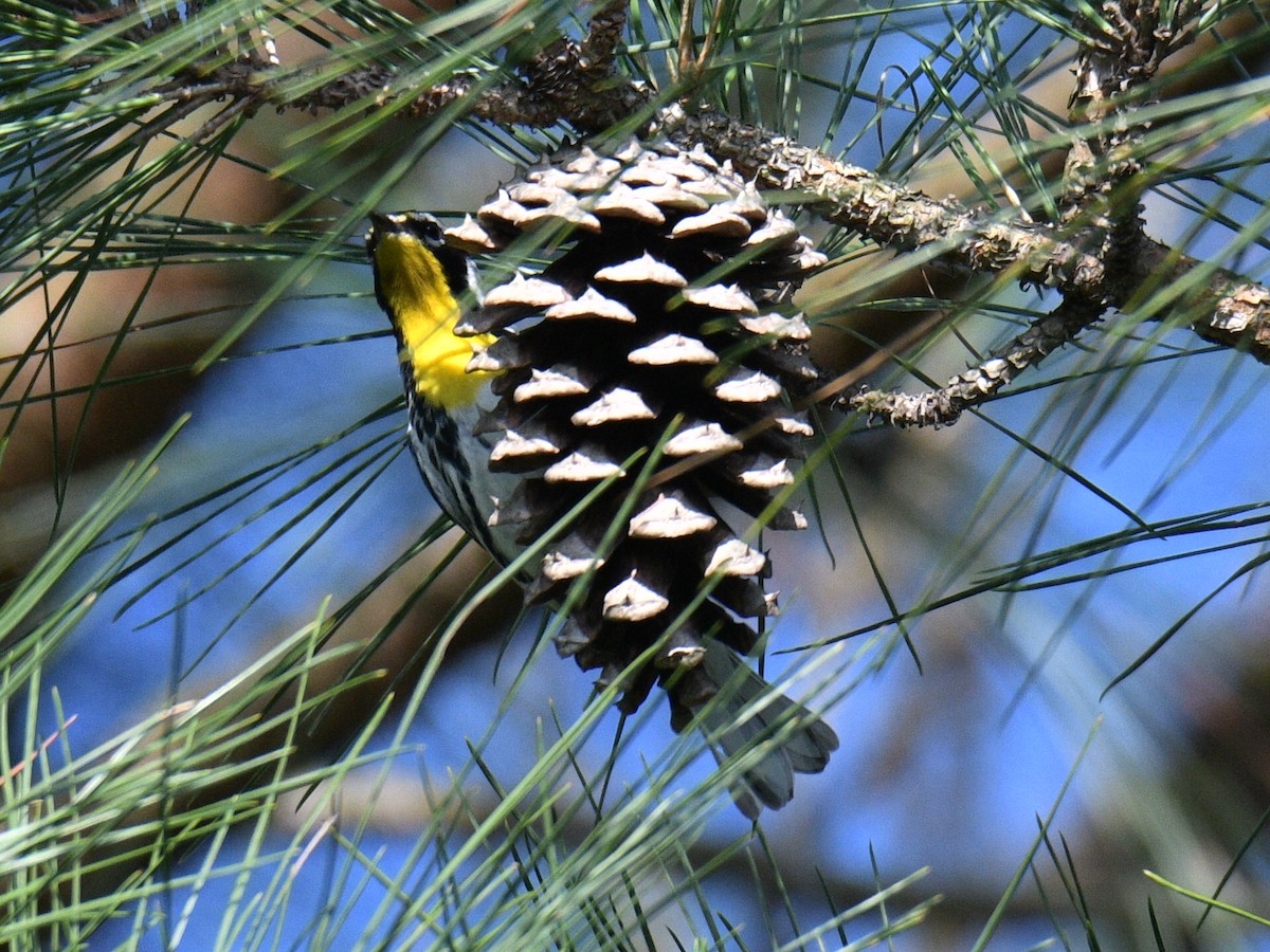 Paruline à gorge jaune - ML573208421