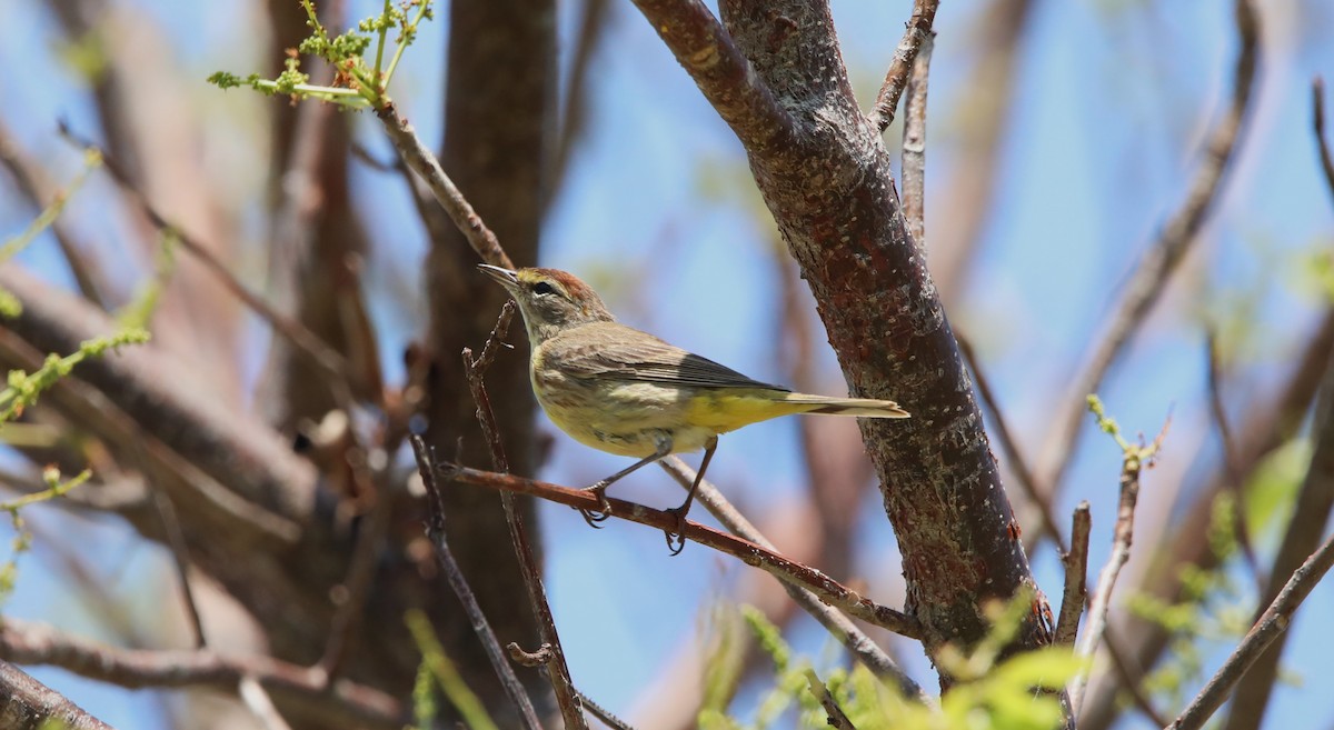 Palm Warbler (Western) - ML573211161