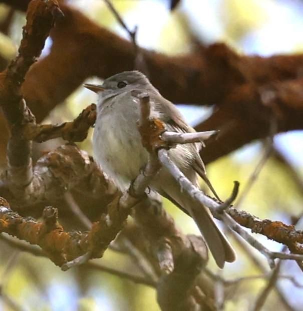 Hammond's Flycatcher - ML573211391