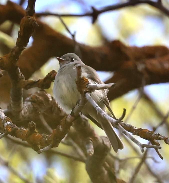 Hammond's Flycatcher - ML573211451