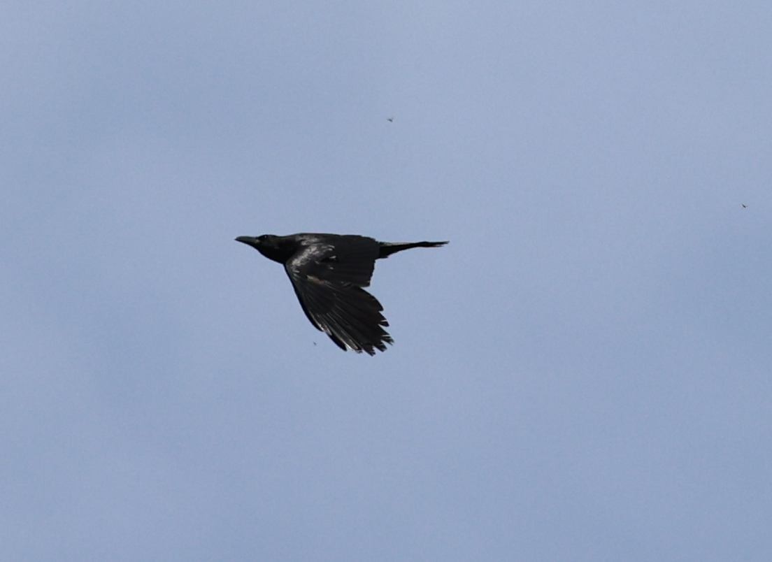 Common Raven - ML573211671