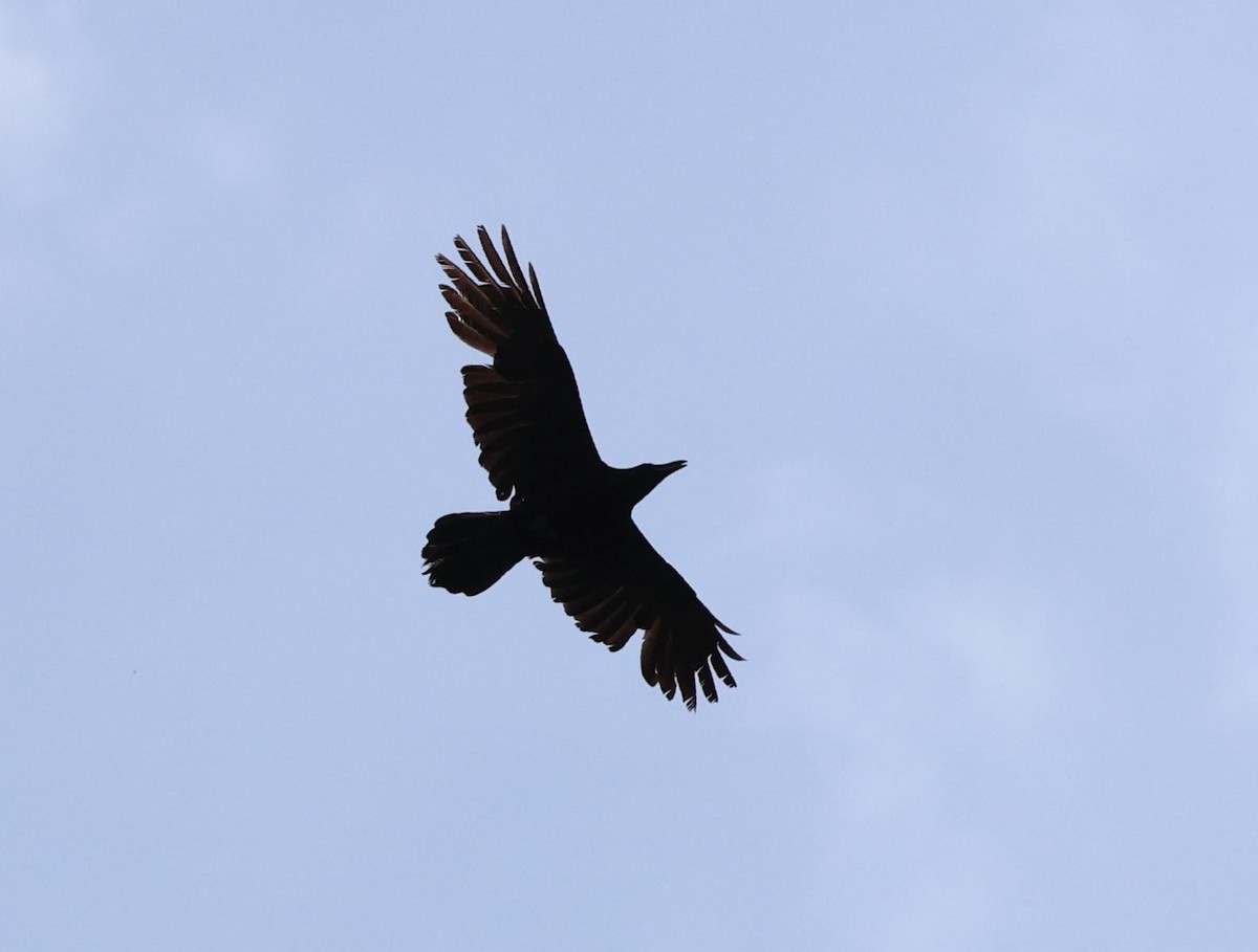 Common Raven - ML573211711