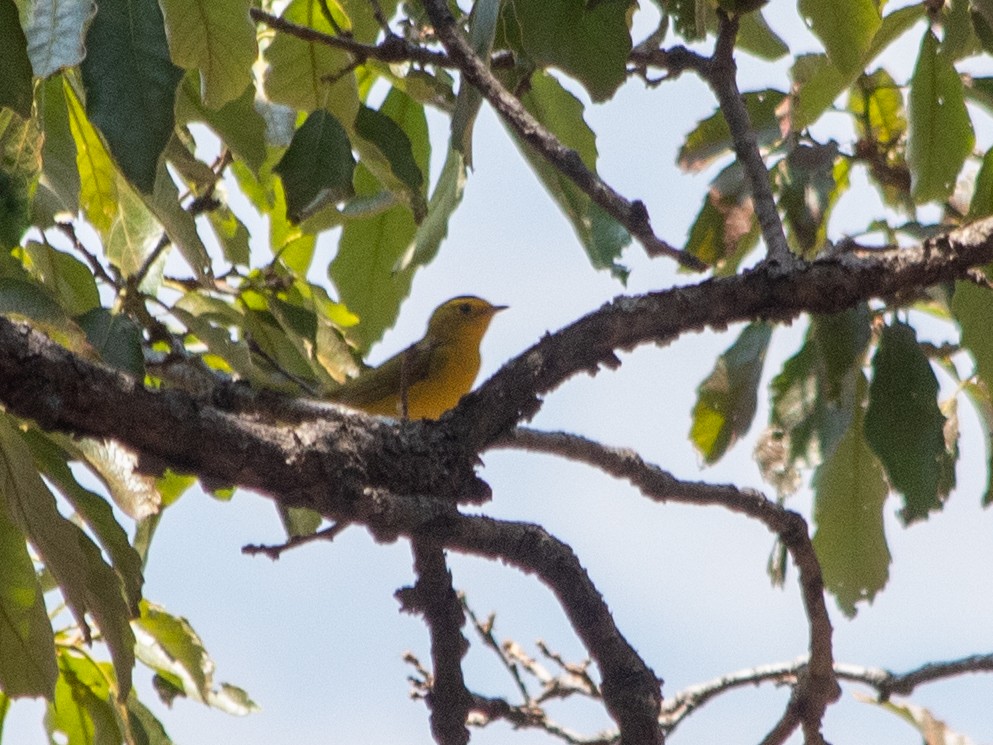 Wilson's Warbler - ML573211751