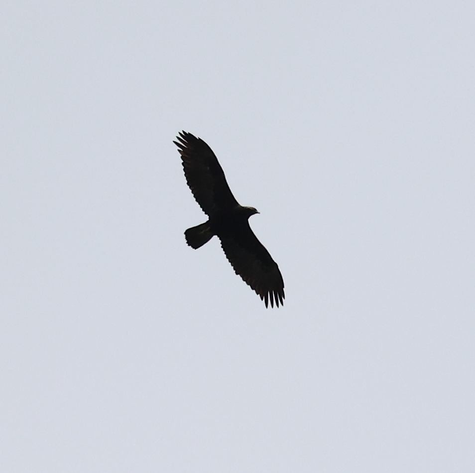 Golden Eagle - ML573212051