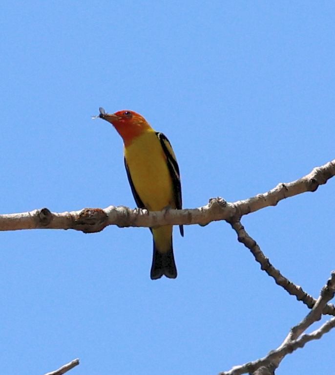 Western Tanager - ML573212301