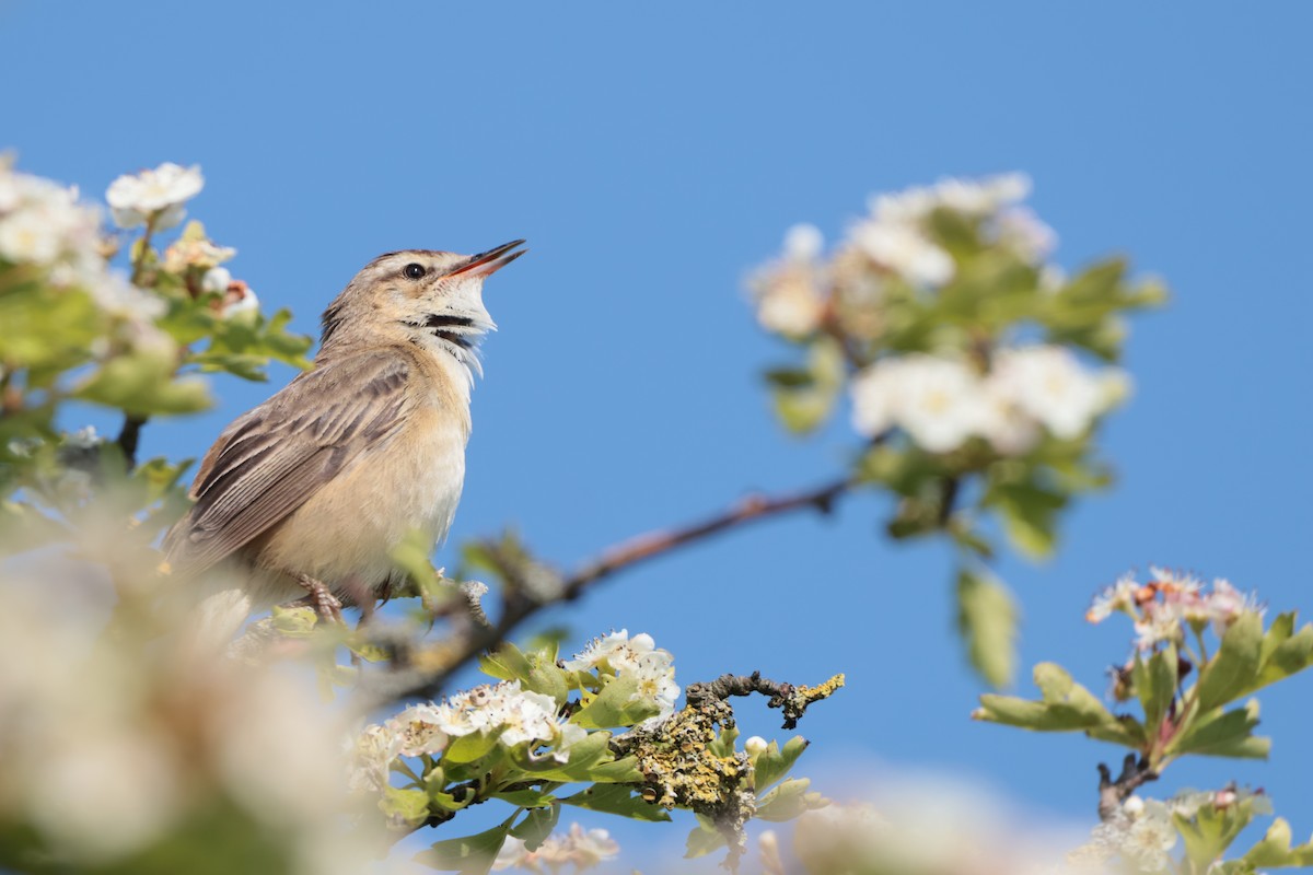 Sedge Warbler - Seán Holland